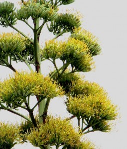 The Century Plant